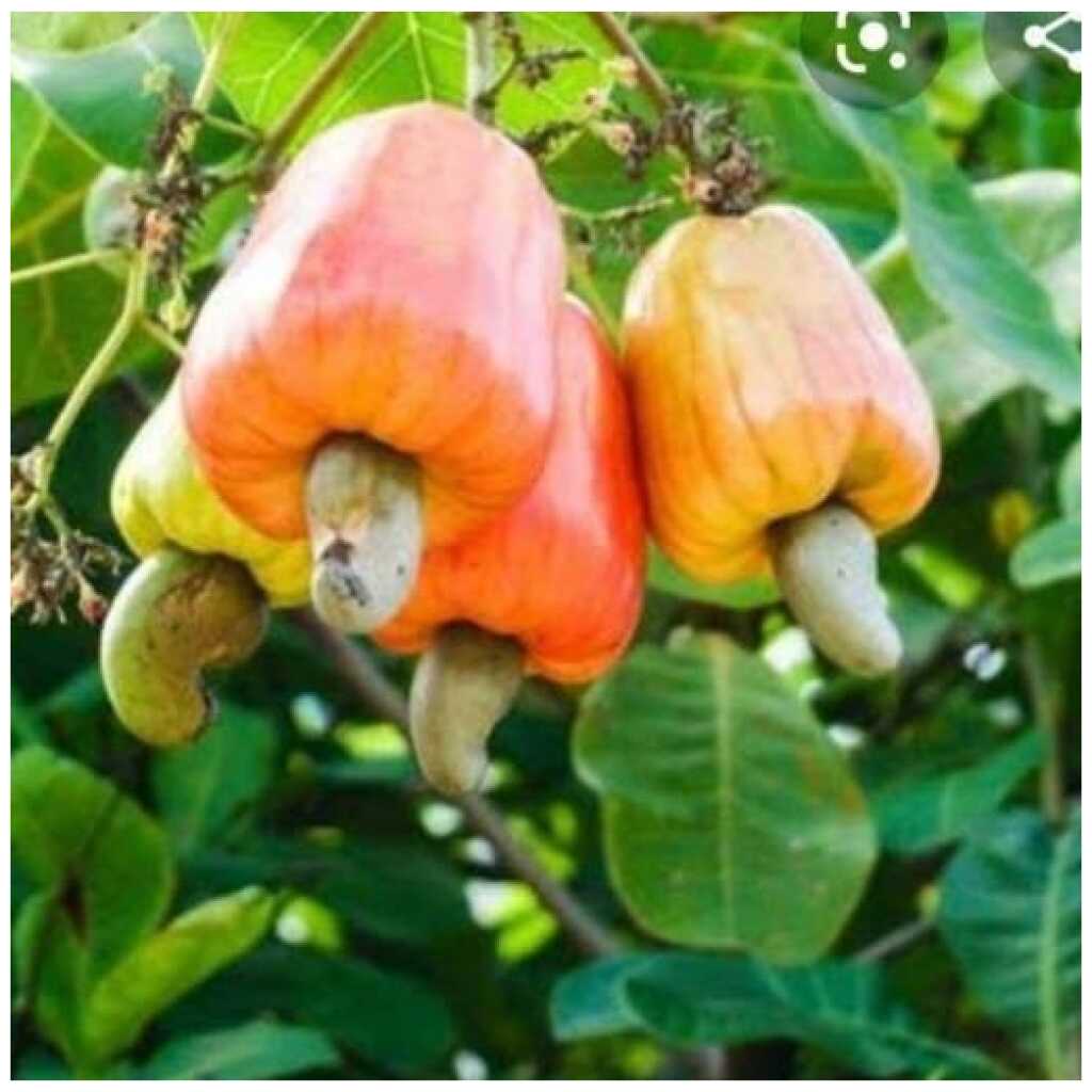 Phuket Cashew Nuts